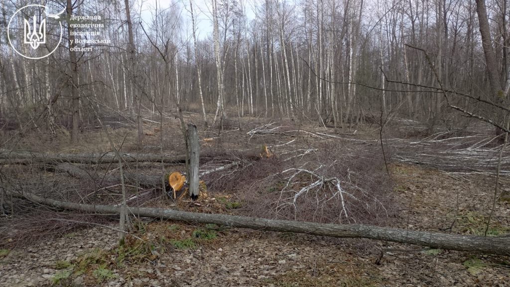 На території НПП «Прип’ять-Стохід» виявили незаконну порубку дерев: сума збитків становить майже вісім мільйонів гривень