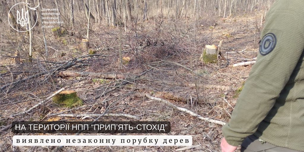 На території НПП «Прип’ять-Стохід» виявили незаконну порубку дерев: сума збитків становить майже вісім мільйонів гривень