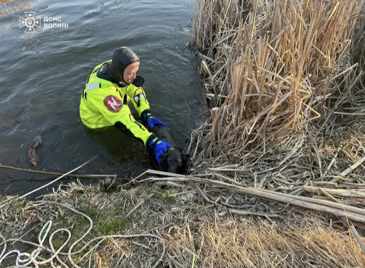 У Нововолинську з крижаної води врятували собаку