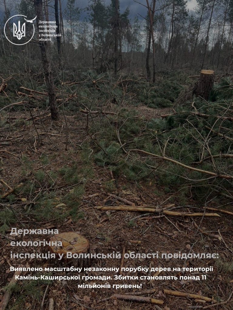 Збитки на понад 11 мільйонів: у Камінь-Каширській громаді виявили масштабну незаконну порубку дерев