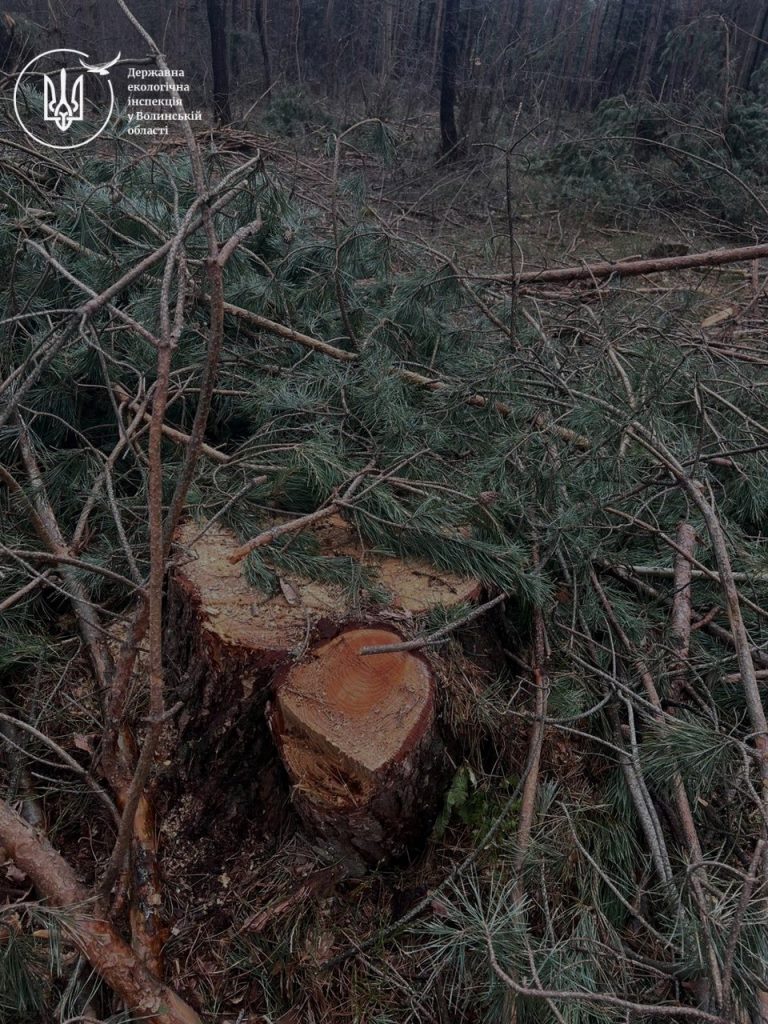Збитки на понад 11 мільйонів: у Камінь-Каширській громаді виявили масштабну незаконну порубку дерев