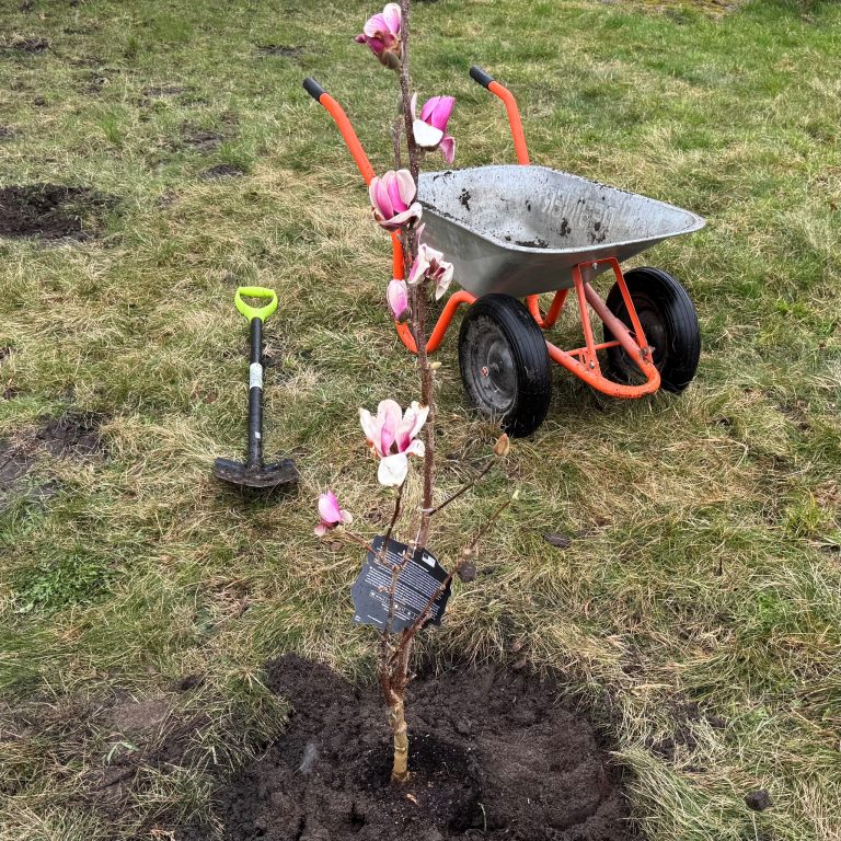 Коріння єдності: волинські митники висадили 35 дерев до ювілею служби