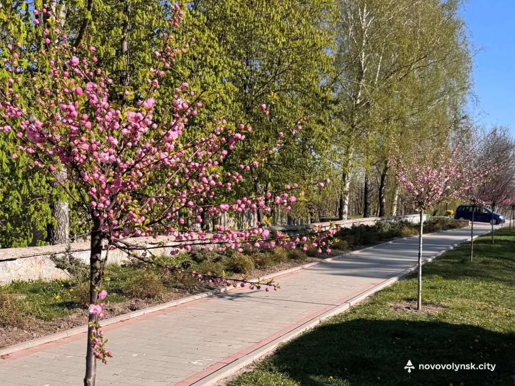 У Нововолинську розквітають сакури та мигдаль