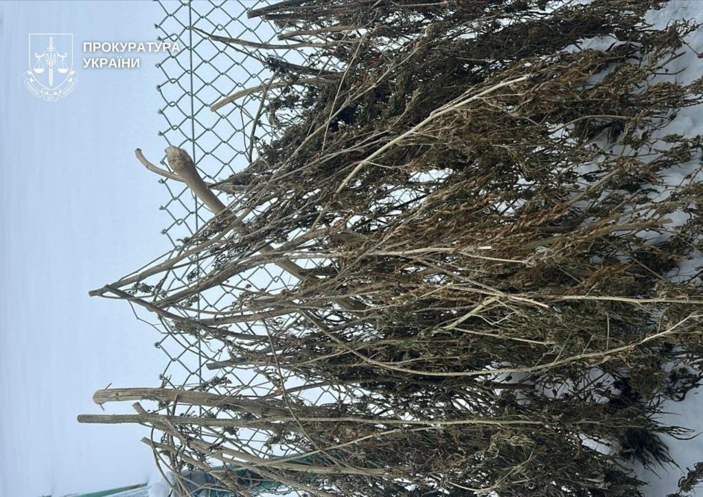 Волинянина судять за збут канабісу