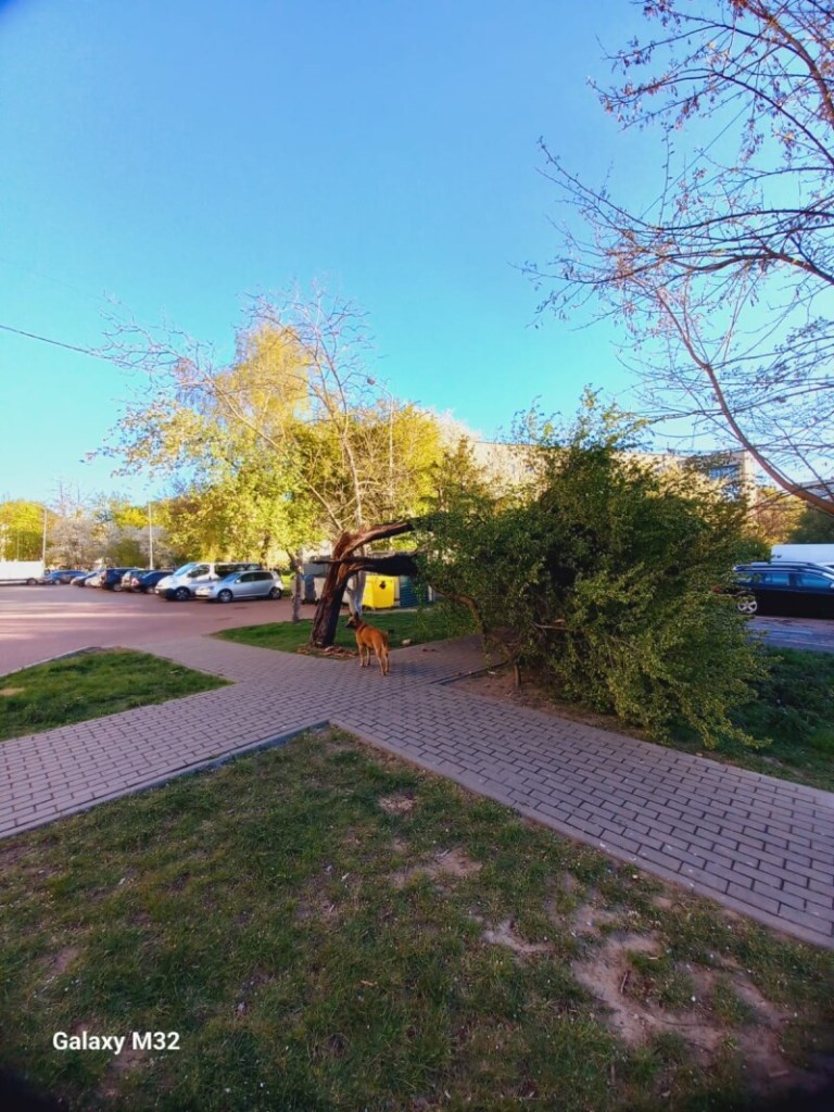 У Луцькій громаді ліквідовують наслідки негоди