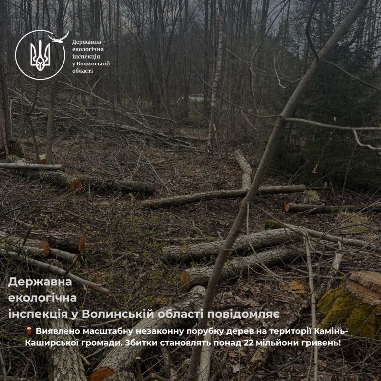 Збитки на понад 22 мільйони: у Камінь-Каширській громаді виявили масштабну незаконну порубку дерев