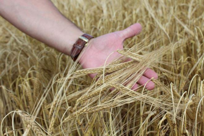 Фінансова стійкість агросектору: як волинські аграрії залучають ресурси для розвитку