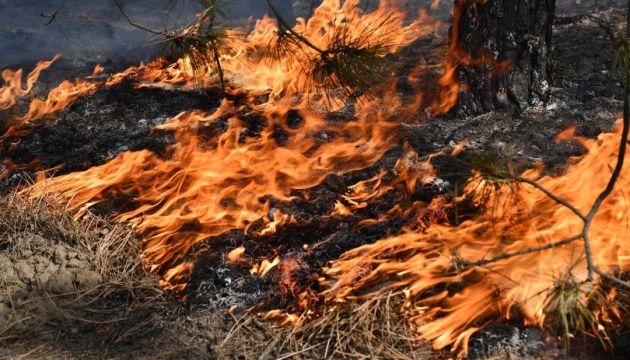 Лісові пожежі на півдні Європи спустошили вже понад 17 тисяч гектарів землі