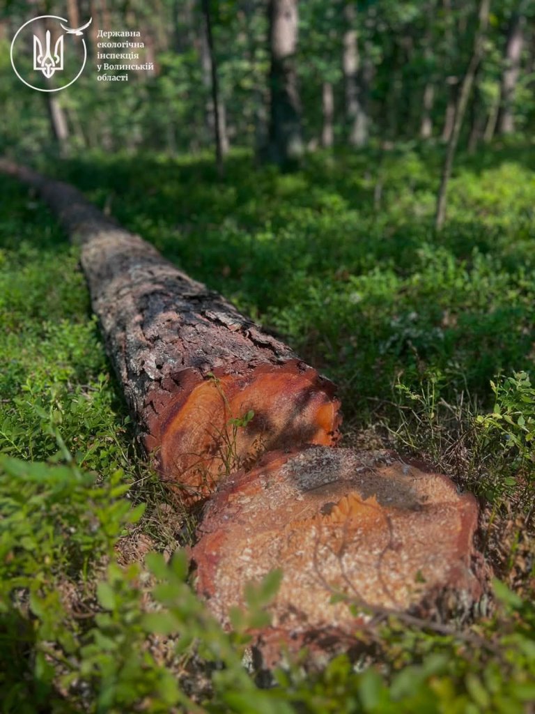 На Ковельщині виявили близько 50 кубів необлікованої деревини