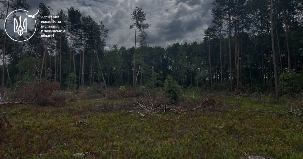 На Волині виявили незаконну рубку дерев у Буцинському лісництві