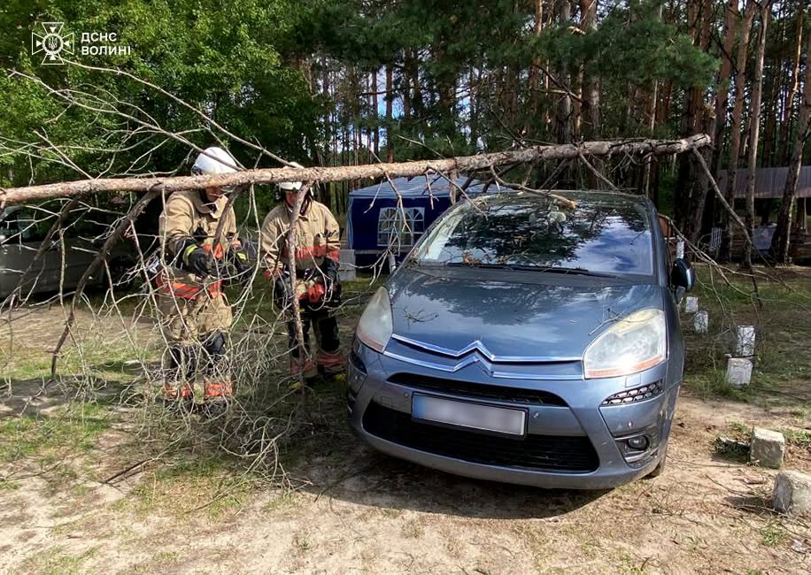 У Ковельському районі дерево впало на автомобіль