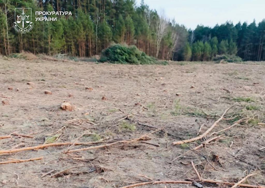 Незаконно порубали дерева – на Волині повідомили про підозру сільському голові
